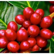 Load image into Gallery viewer, Brazil (Eagle Monte Carmelo)