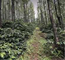 Load image into Gallery viewer, India Ratnagiri