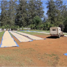 Load image into Gallery viewer, Papua New Guinea (Saruta)