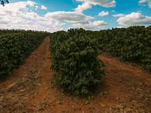 Load image into Gallery viewer, Brazil (Eagle Monte Carmelo)