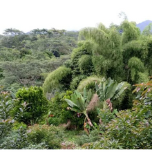 Load image into Gallery viewer, Papua New Guinea (Saruta)