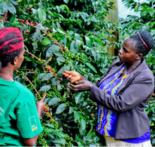 Load image into Gallery viewer, UGANDA (COFFEE KING)