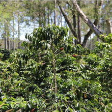 Load image into Gallery viewer, Papua New Guinea (Saruta)