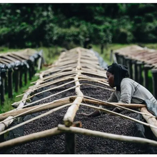 Load image into Gallery viewer, RWANDA (Akagera)
